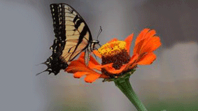 A butterfly is sitting on the flower.